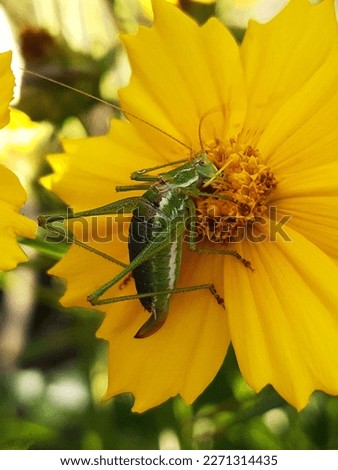 Grasshopper feeding on the pollen of a yellow coreopsis flower close-up.