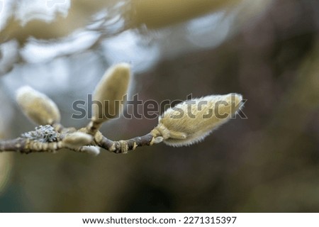 soft bud of a magnolia