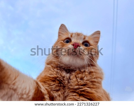 Bottom Angle Shot Yellow Cute Cat Royalty-Free Stock Photo #2271326227