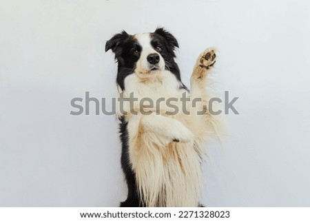 Funny emotional dog. Cute puppy dog border collie with funny face waving paw isolated on white background. Cute pet dog, cute pose. Dog raise paw up. Pet animal life concept