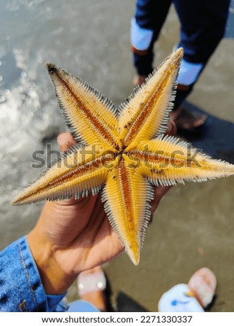 The star fish is a most beautiful. This is a natural picture. 
