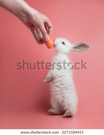 Fluffy white rabbit with grey paws and ears stands on its hind legs and ears carrot. Pet with long ears on pink background. Bunny studio shot. Man feeds a rabbit with a carrot. Feeding a small bunny