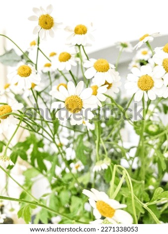 Beautiful Sunflower On Garden Close Up Photography