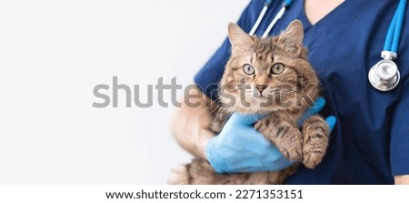 Cropped image of handsome male veterinarian doctor with stethoscope holding cute fluffy striped kitten in arms in veterinary clinic on white background banner. cat and doctor