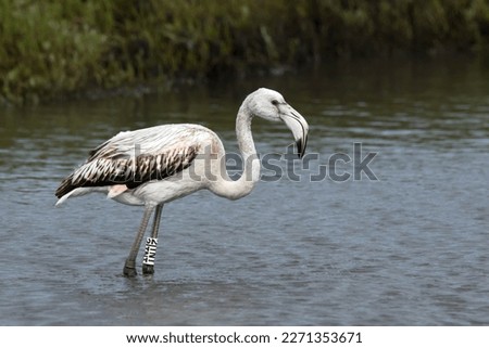 Greater flamingo (Phoenicopterus roseus) in Ria de Aveiro (Portugal)