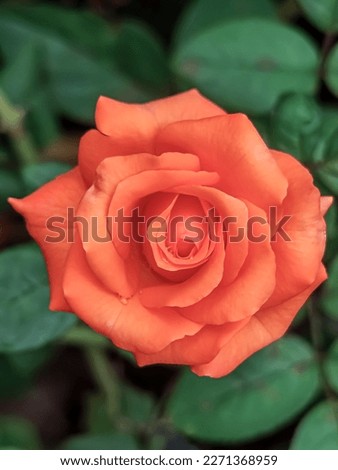 Orange roses are blooming in a garden