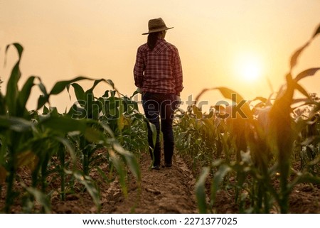 Back view of farmer woman working in green corn field during sunrise. Agriculture concept. Agronomist on corn farm