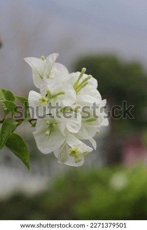 Small group of Bougainvilea white flower bloom close up , It have green pollen and dew drops on it , have white sky with green tree blurred background . 