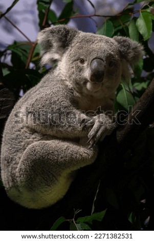 Portrait cute Australian Koala Bear sitting in an eucalyptus tree and looking with curiosity.