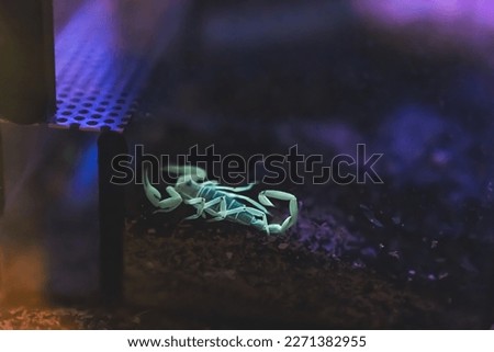 Scorpio under fluorescent light. A small poisonous scorpion, wandering in the dark. High image quality. High quality photo