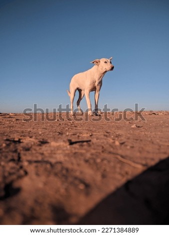 A picture of a white dog standing in the desert of Morocco