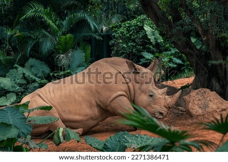 The white rhinoceros (Ceratotherium simum) is the largest extant species of rhinoceros. It has a wide mouth used for grazing and is the most social of all rhino species.