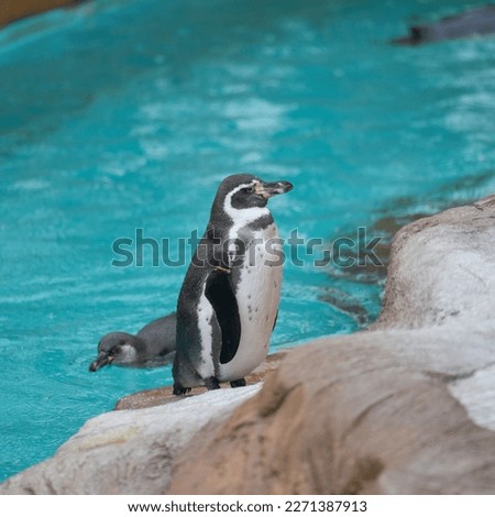 Penguin portrait in the zoo