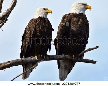 A mated pair of bald eagles Royalty-Free Stock Photo #2271389777