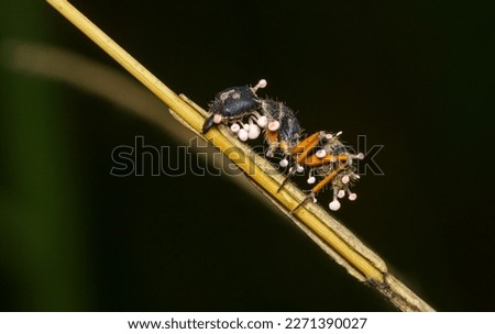 ophiocordyceps
The genetically related fungus ophiocordyceps also kills insects, but it first forces the host's body to do its bidding. An ant, no longer in control of its body, crawls away from its c
