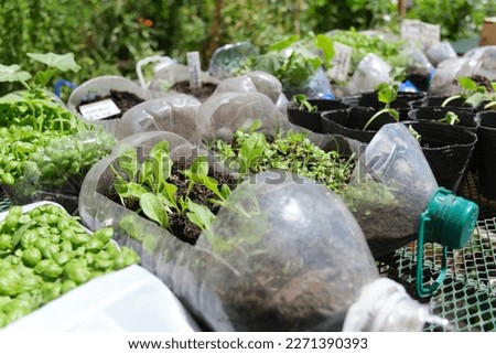 Green plants in reused plastic bottles, urban vegetable garden, sustainable production of healthy food in the city. Concepts of ecological agriculture, sustainability and zero waste. Royalty-Free Stock Photo #2271390393