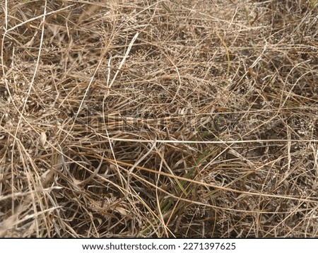Close-up of dry grass or weeds