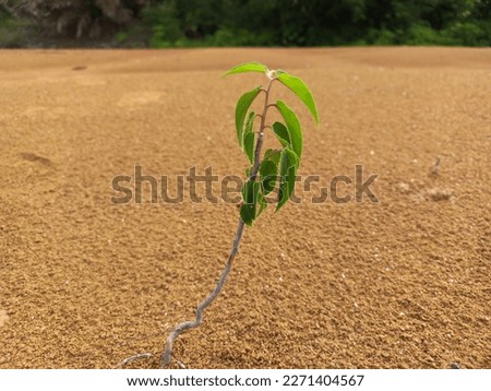 A small tree growing alone in the red dirt. travel photo, selective focus, no people, copy space for text