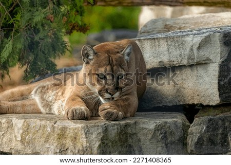 The cougar (Puma concolor), native American animal known as catamount, mountain lion, painter, panther and puma. Scene from ZOO.