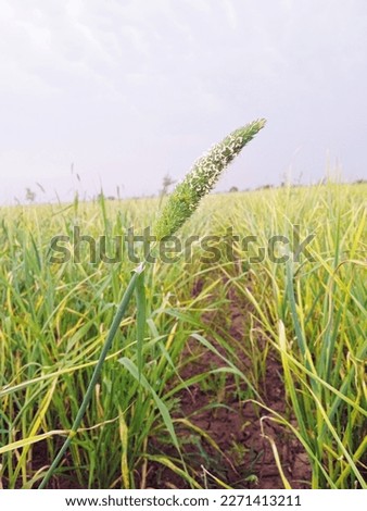 Green unwanted harvest canary grass in field, it's a wheat and garlic grass