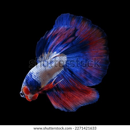Betta fish, siamese fighting fish, betta splendens isolated on black background with clipping path