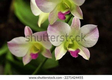 Close up image of pink white and green gradient colors of orchid flowers with dark background