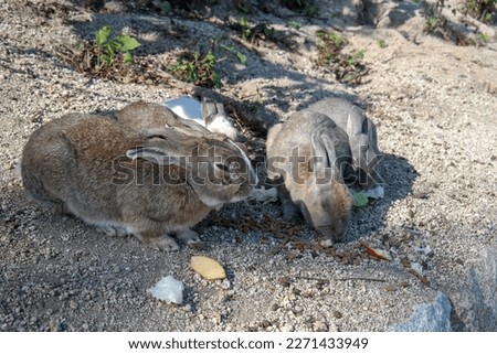 Cute Rabbits Playing and Laying On Green Grass At Okuno jima Island or Ōkunoshima Park Japan Rabbit Island Hiroshima.