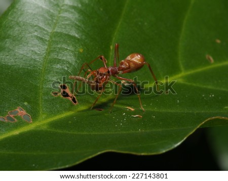 Myrmarachne plataleoides or Kerengga Ant-Like Jumper Class Arachnida, Order Araneae It's consuming the bug