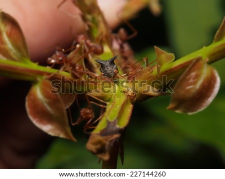 Ants is consuming the sweety mineral from other Bug