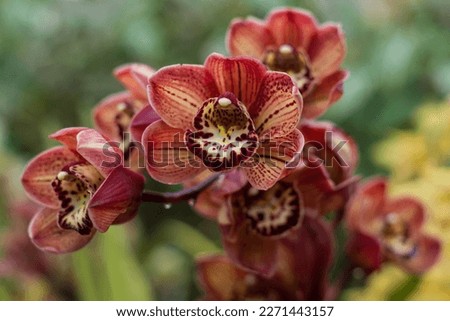 A close-up photo of red and yellow orchid flowers. Royalty-Free Stock Photo #2271443157