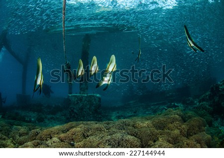 Group of longfin Batfish juvenile swim around in Gili, Lombok, Nusa Tenggara Barat, Indonesia underwater photo. Group of longfin batfish or spadefish juvenile Platax teira swimming. 