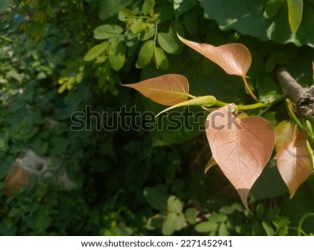 A beautiful leaf  background image. Which is situated in the green land. You can use it as a background image of a blog, movies scene Facebook cover photo or can use it in any content. 