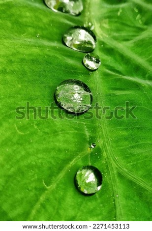 Rain drops on green leaf. 