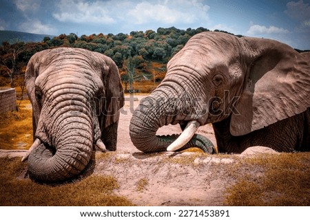 The largest mammal in the world is the elephant. Weight can be 6 tons. Male elephants usually live 30 to 40 years. But wild elephants live for 60 to 70 years. All over the world|