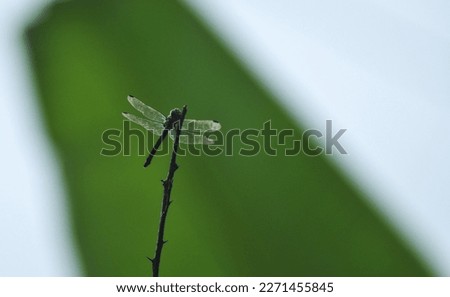 Dragonflies or Sibar-Sibar (Anisoptera) are a group of Odonata insects. These insects rarely venture far from the air, where they lay their eggs and spend their youth before becoming adults.