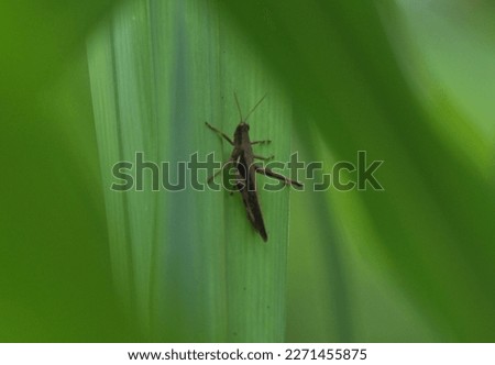 Grasshoppers (Caelifera) are herbivorous insects from the Caelifera Suborder in the Orthoptera Order. This insect has an Antenna which is always shorter than its body and also has a short Ovipositor. 