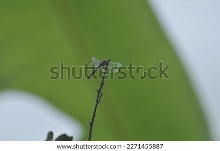 Dragonflies or Sibar-Sibar (Anisoptera) are a group of Odonata insects. These insects rarely venture far from the air, where they lay their eggs and spend their youth before becoming adults.