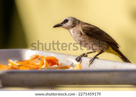 close-up of yellow-vented bulbul perching on metal tray outdoor
