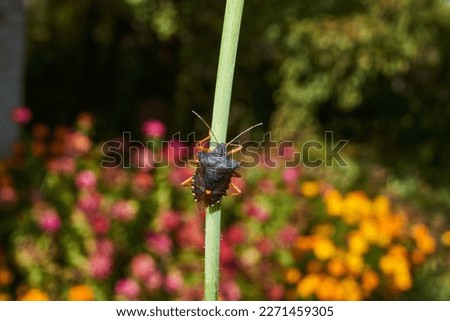 The bedbug red-legged (lat. Pentatoma rufipes) crawls over plants in the garden. Autumn.
