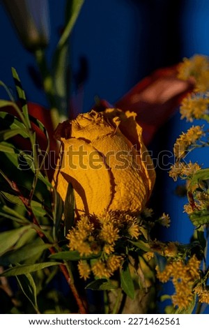 Aged yellow rosebud illuminated by evening light