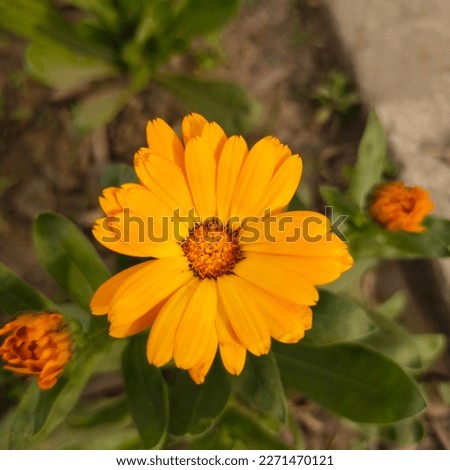 Beautiful Yellow Flower Nature Picture