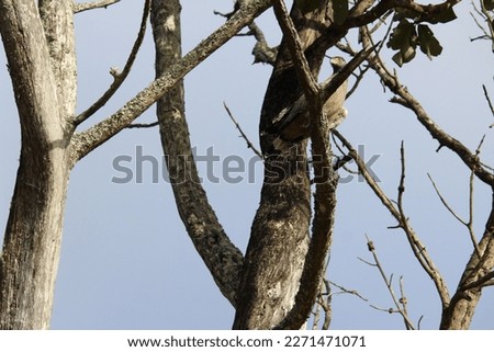 Crested Serpent Eagle at Mudumalai National Park