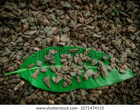 Photos of leaves covered with pebbles in the yard are good to use as background photos and wall hanging photos