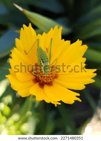 Grasshopper feeding on the pollen of a yellow coreopsis flower close-up.