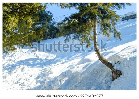 green tree snow fall picture