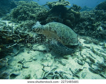 Full body shot of a turtle from the side under water on the seabed surrounded by coral reef.