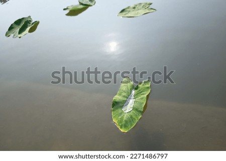 The picture contains a little bit water on a leaf. Picture captured by DSLR for better quality 