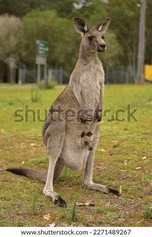 royal national park Kangaroo wildlife 