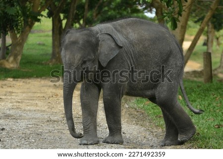 Picture of Calf Asian Sumatran Elephant. taken at Minas Elephant Training Centre, Riau Province, Indonesia.