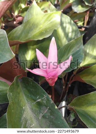 Young love wave anthurium flowers that are still green in color.